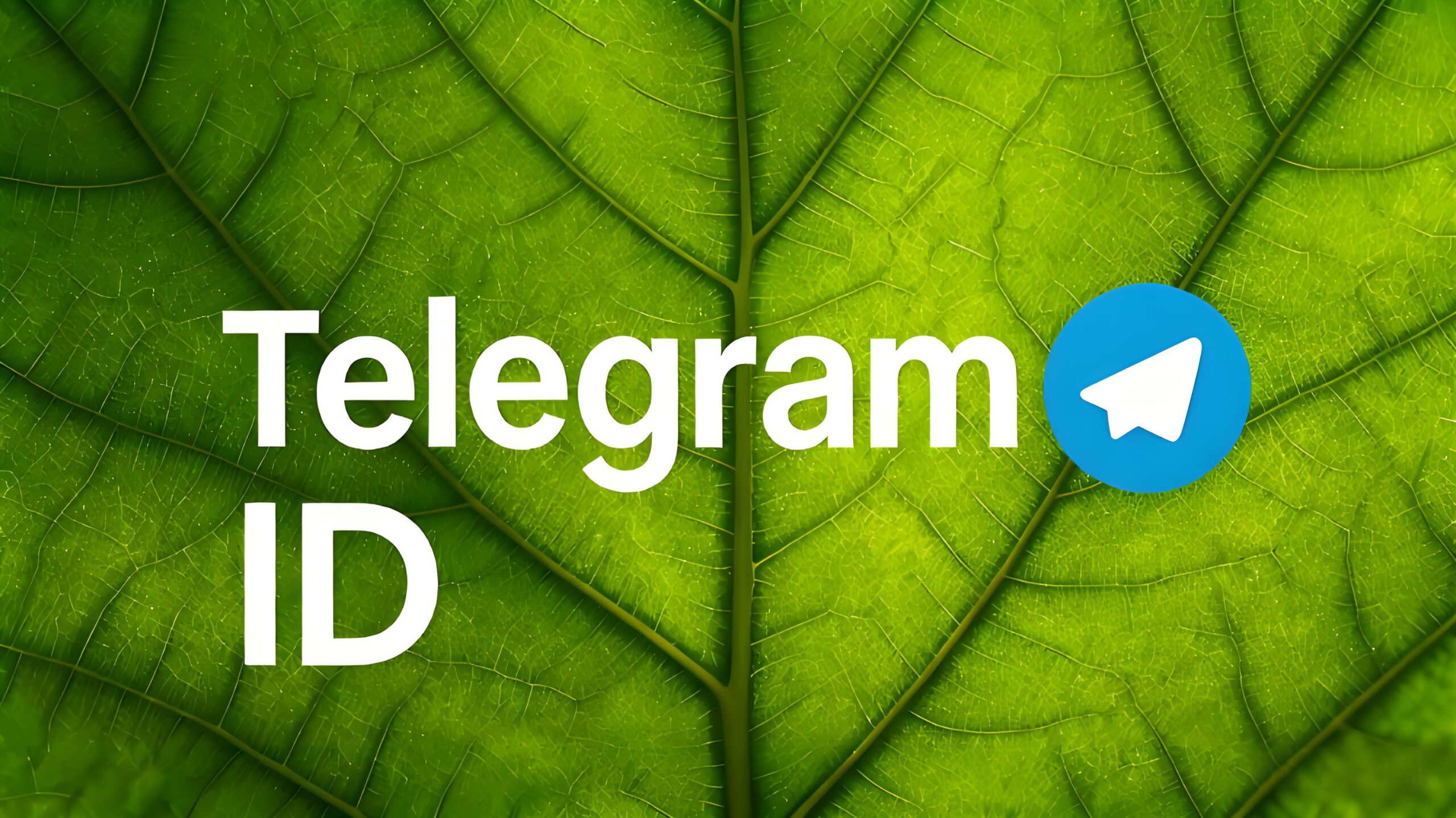 Telegram ID 和使用者名稱有什麼不同？功能定位、搜尋方式與隱私影響一次講清